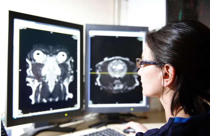 Small animal MRI services Small animal MRI services