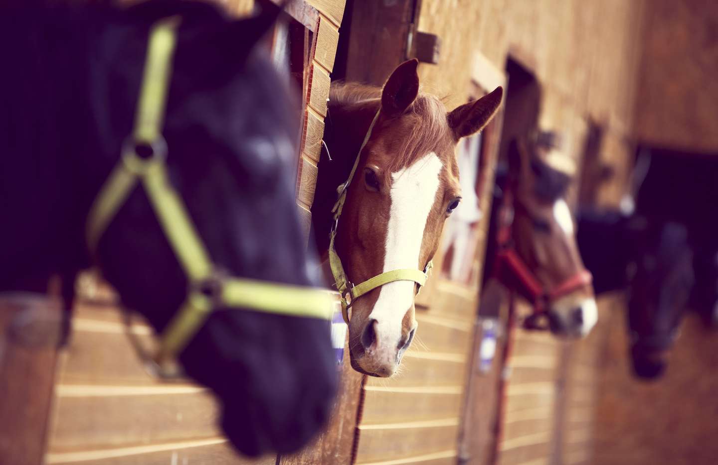 Equine Radiology