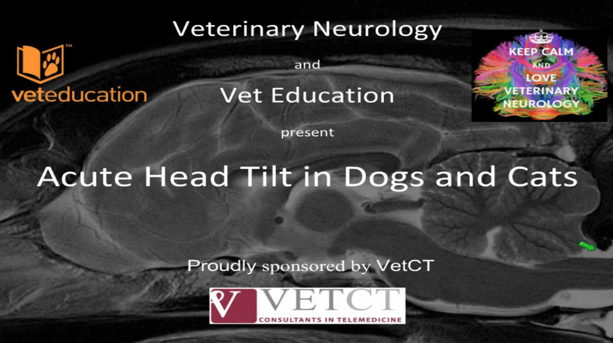 Acute Head Tilt in Dogs and Cats Veterinary Telemedicine