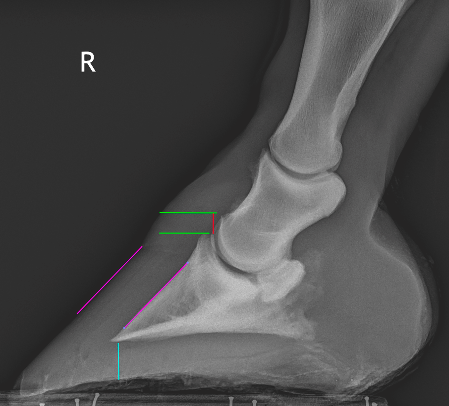 VetCT Equine Treating laminitic horses