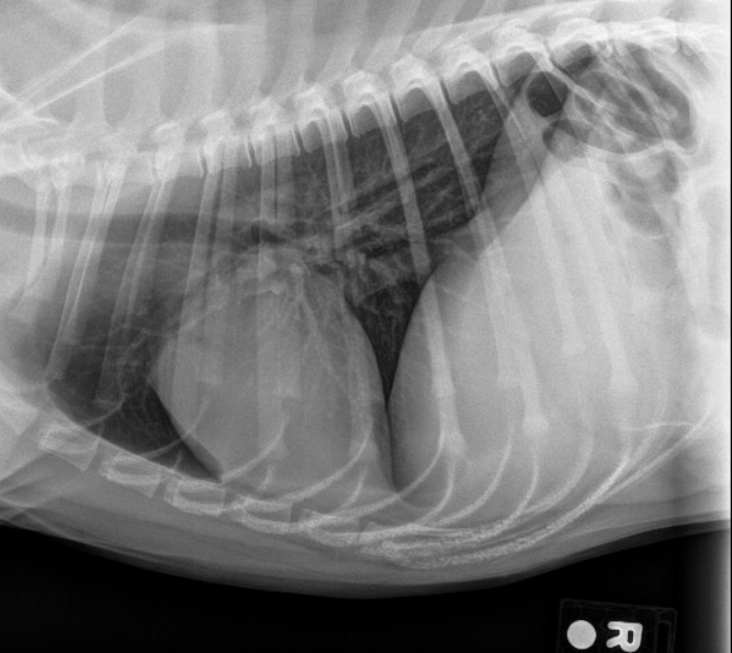underskud Grisling ordningen Radiographic Case Study: Haemorrhagic diarrhoea in a 7 month old dog