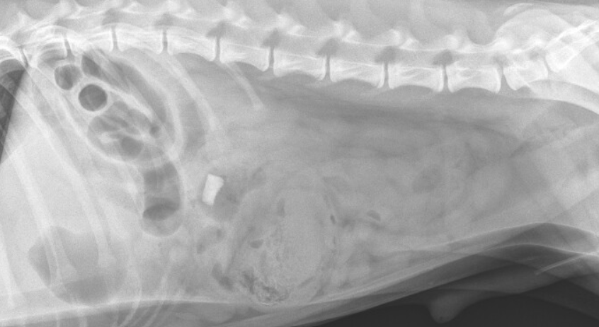 Radiographic Case Study: Haemorrhagic diarrhoea in a 7 month old dog