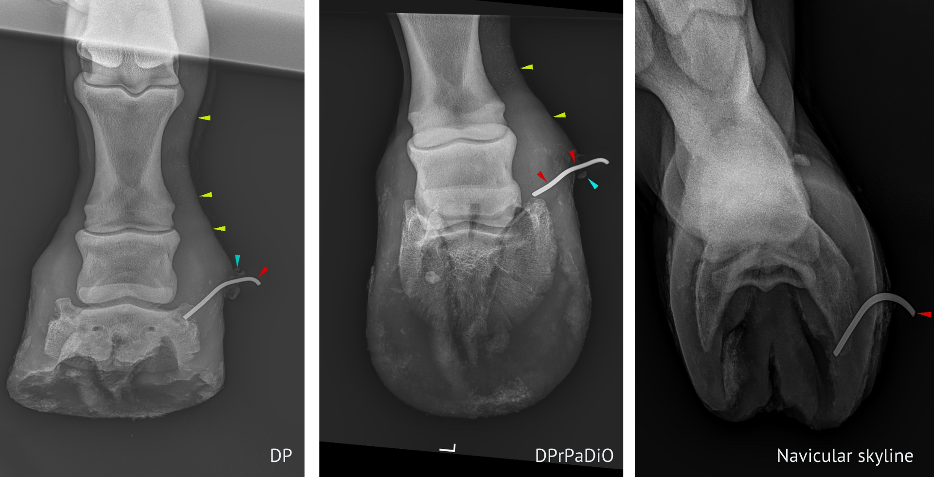 Equine Case of the Month, March 2022