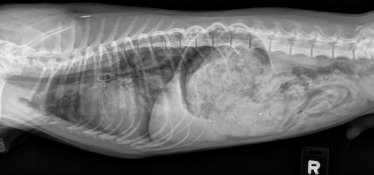 Radiographic Case Study Syncope and choking episode in a young dog