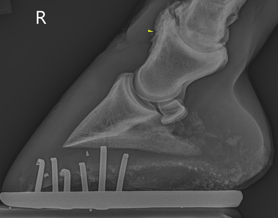 Right Hind Foot Lateral