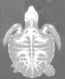 sea turtle juvenile 3