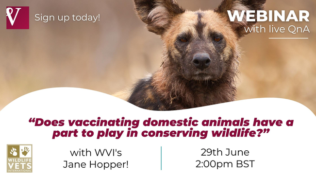 WVI Vaccinating domestic animals (1)