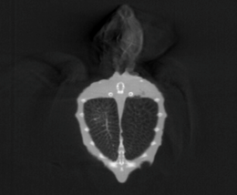sea turtle juvenile 4