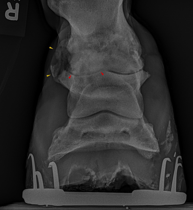 Right Hind Foot DP