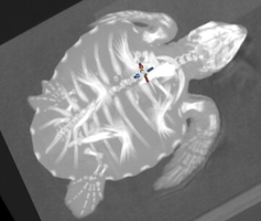 sea turtle juvenile 2
