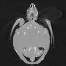 sea turtle juvenile 1