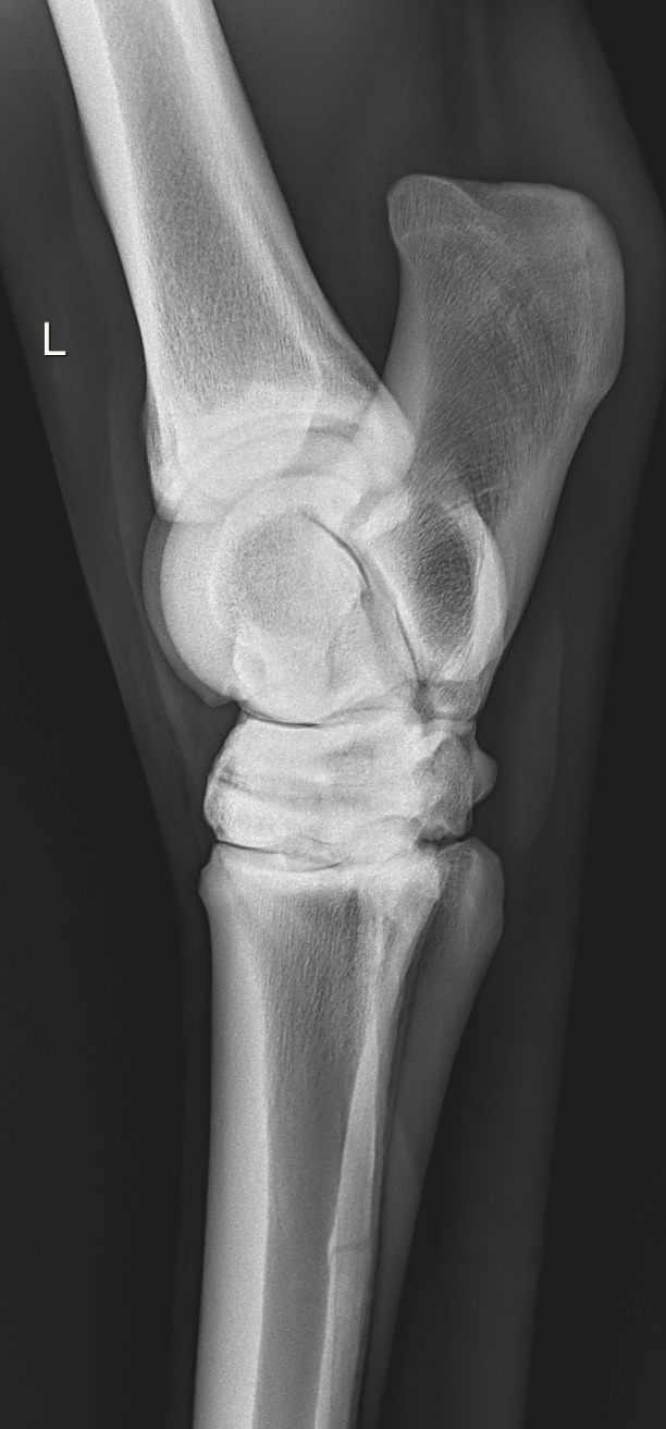 Left Tarsus Lateral
