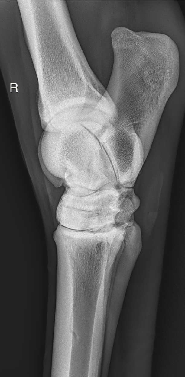 Right tarsus lateral