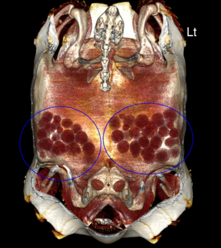 Tortoise CT 3D reconstruction (1)